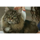 Flea Doctor Pet Hayvanlar İçin Haşere Öldürücü Pilli Pire Tarağı ( Lisinya ) Flea Doctor Pet Hayvanlar İçin Haşere Öldürücü Pilli Pire Tarağı ( Lisinya )