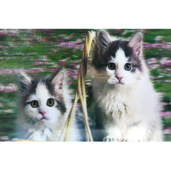 3 Boyutlu Resim  Sevimli Kediler İkili Kedi Resmi Tablosu 40x60 Cm - Lisinya