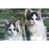 3 Boyutlu Resim  Sevimli Kediler İkili Kedi Resmi Tablosu 40x60 Cm - Lisinya