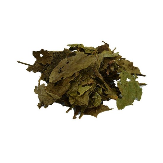 Ceviz Yaprağı Doğal 100 Gr Paket Ceviz Yaprağı Doğal 100 Gr Paket