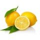 Limon Bonesi / 100 Adet / Çayı Bonesi Limon Bonesi / 100 Adet / Çayı Bonesi